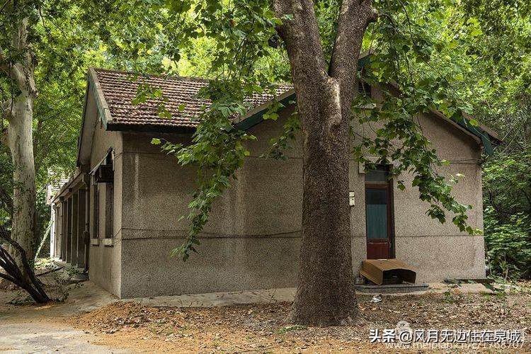 济南一颗梧桐树,济南的法国梧桐