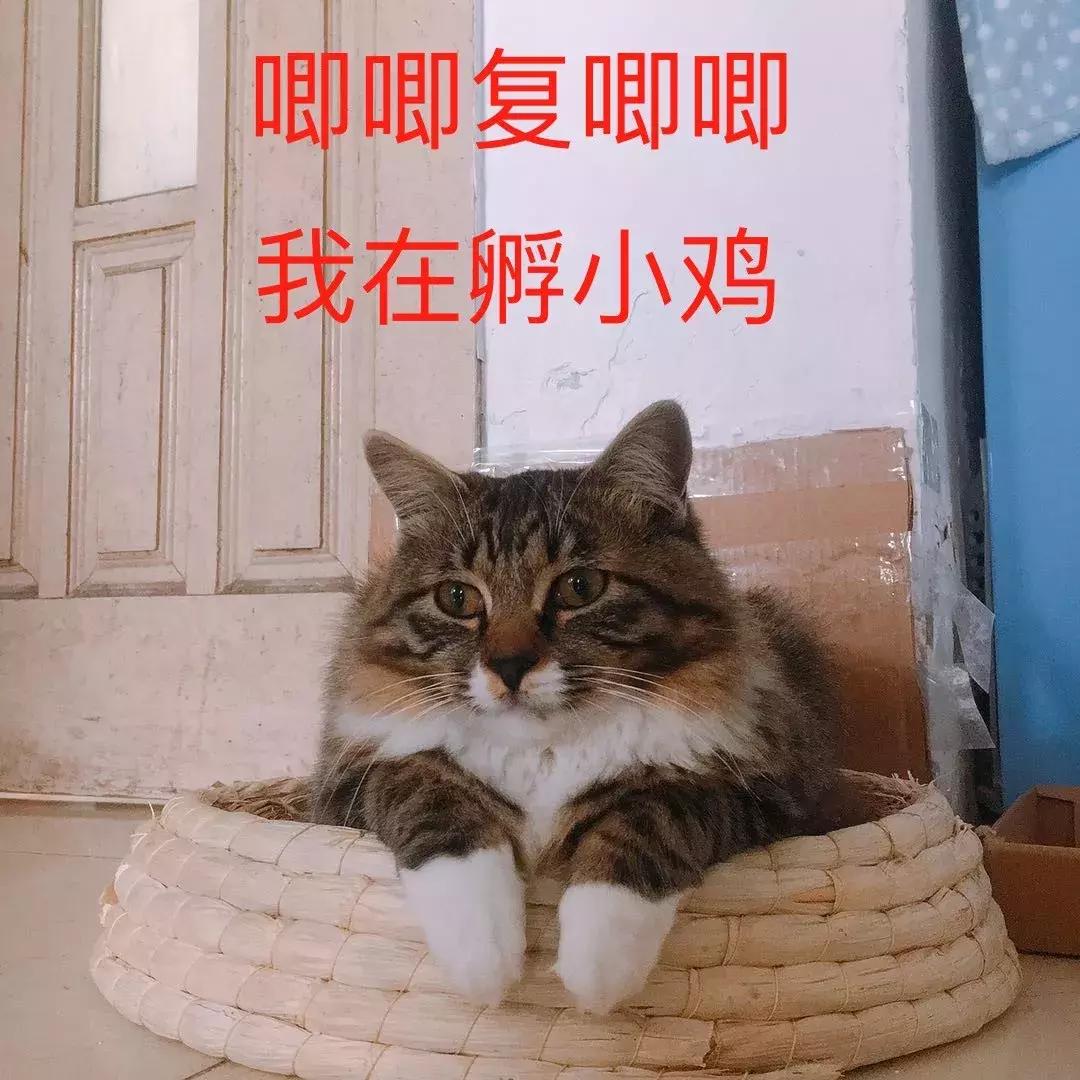 小佩猫窝布偶,小佩猫窝事件
