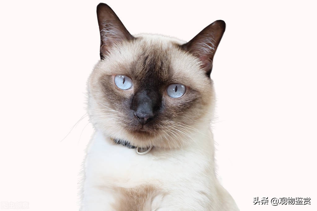 暹罗猫小豆泥什么性格,喜欢暹罗猫的女孩性格