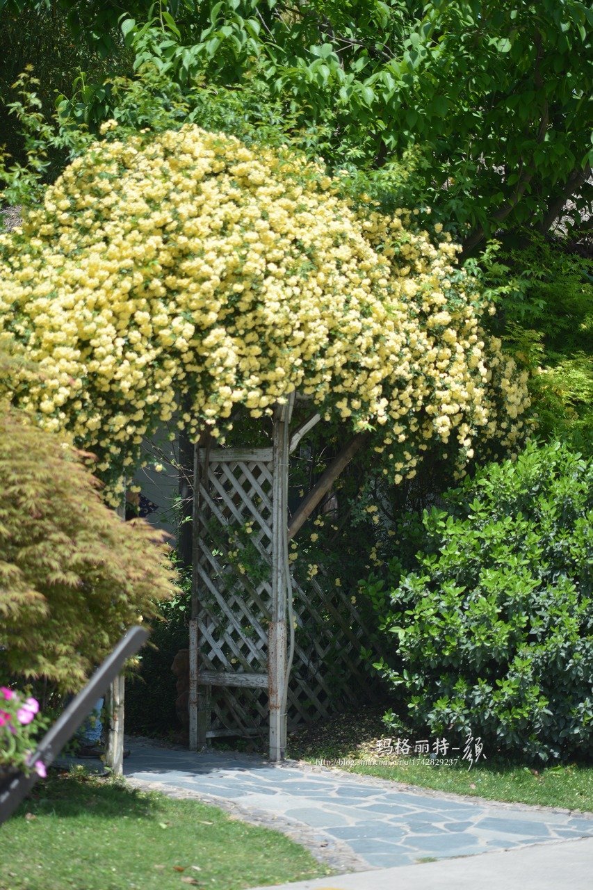 爬藤植物怎么牵引造型,爬藤植物是怎么爬藤的