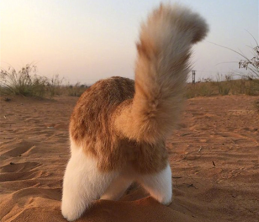 猫咪看到巨大的猫砂盆,猫咪把沙漠当猫砂盆