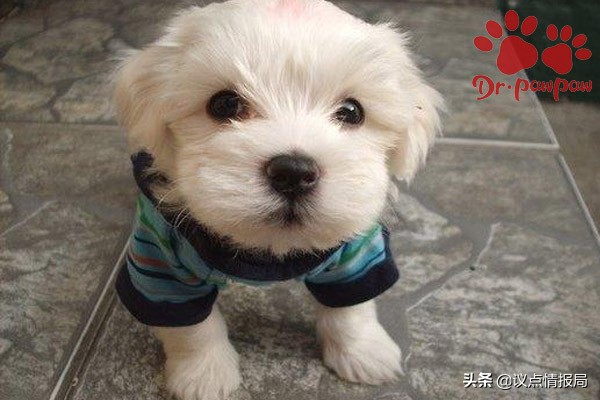 靠谱的泰迪犬训练学校训泰迪,靠谱的泰迪犬训练的方法