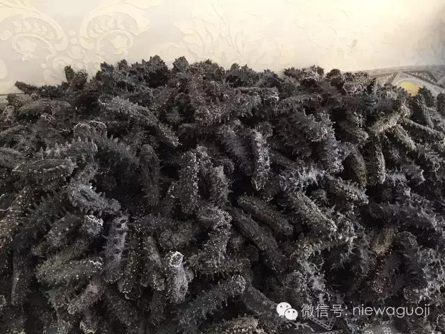 俄罗斯北极参和海参有什么区别,如何分辨俄罗斯海参或大连参