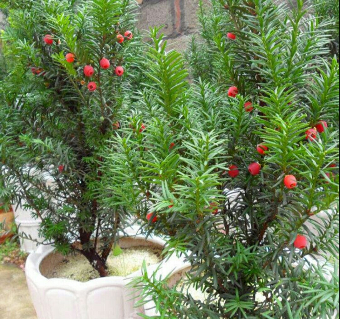 红豆杉黄叶干枝是怎么回事,红豆杉底部黄叶是什么原因