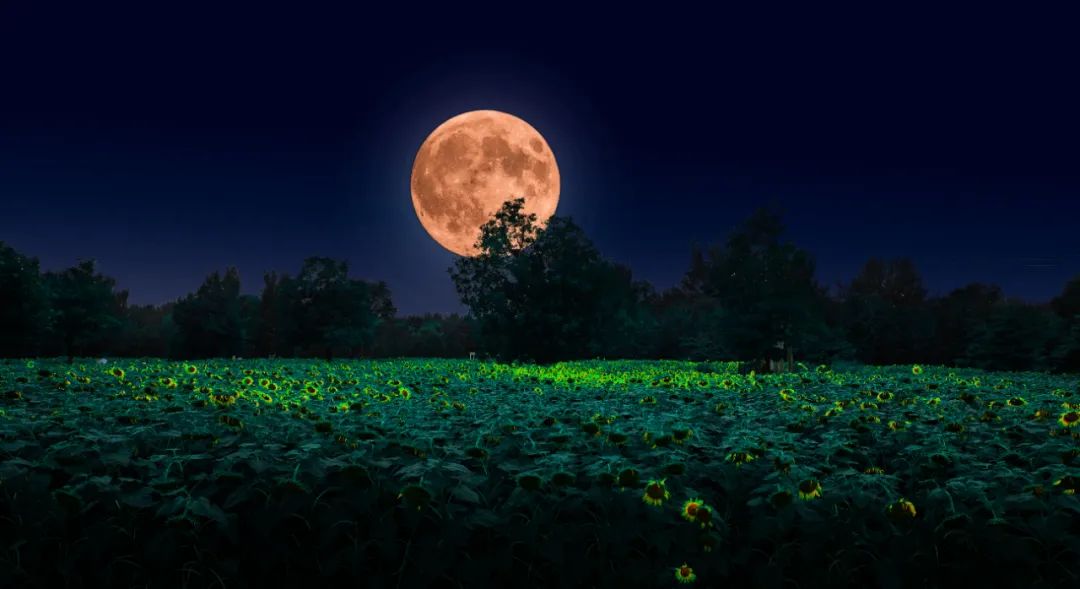 懂得装傻才是最高的人生智慧,装傻原来是一种幸福