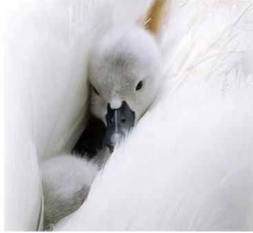 定制羽绒服攻略,定制羽绒服注意事项