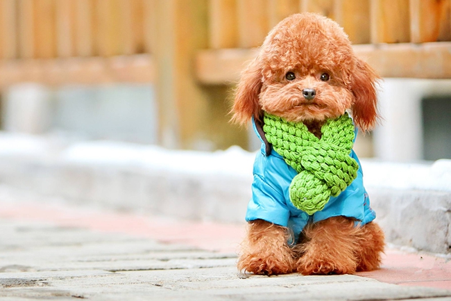 泰迪犬掉毛是怎么回事,泰迪犬掉毛的3大原因