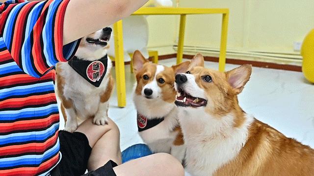 吸屁屁，短腿大耳肉嘟嘟，这家店进去就出不来了…