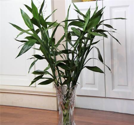 富贵竹黄叶了怎么补救,富贵竹黄叶怎么补救最佳方法