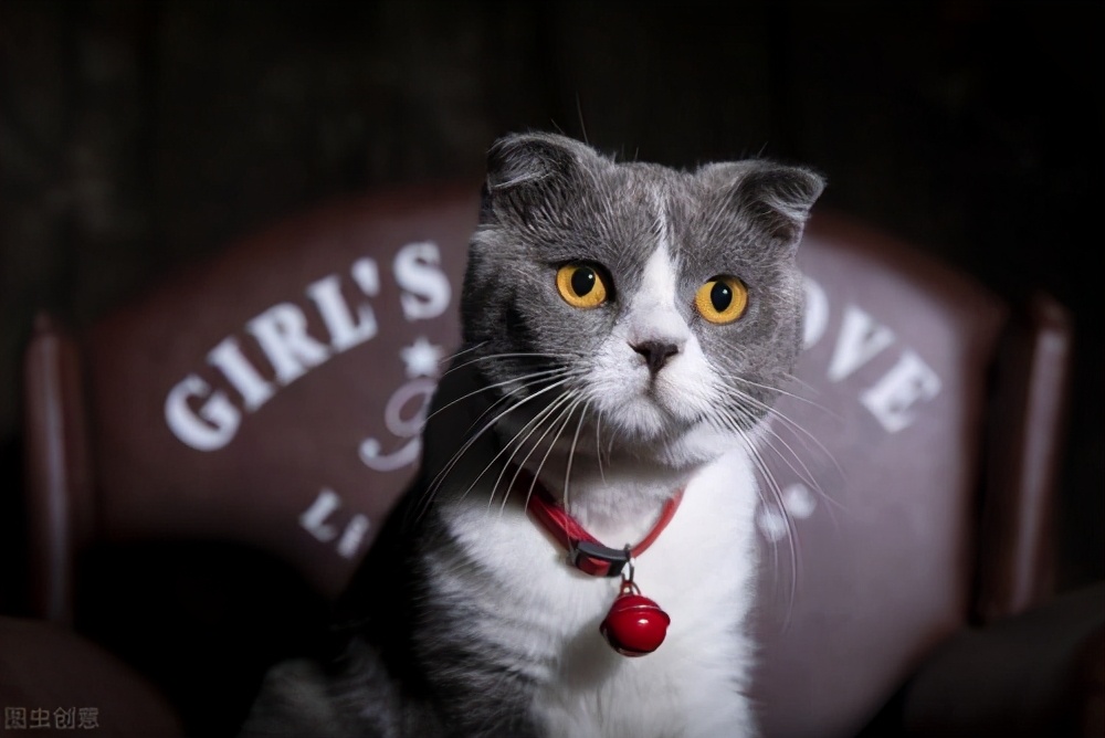 英短猫吃什么猫粮又便宜又好,英短可以吃哪些食物