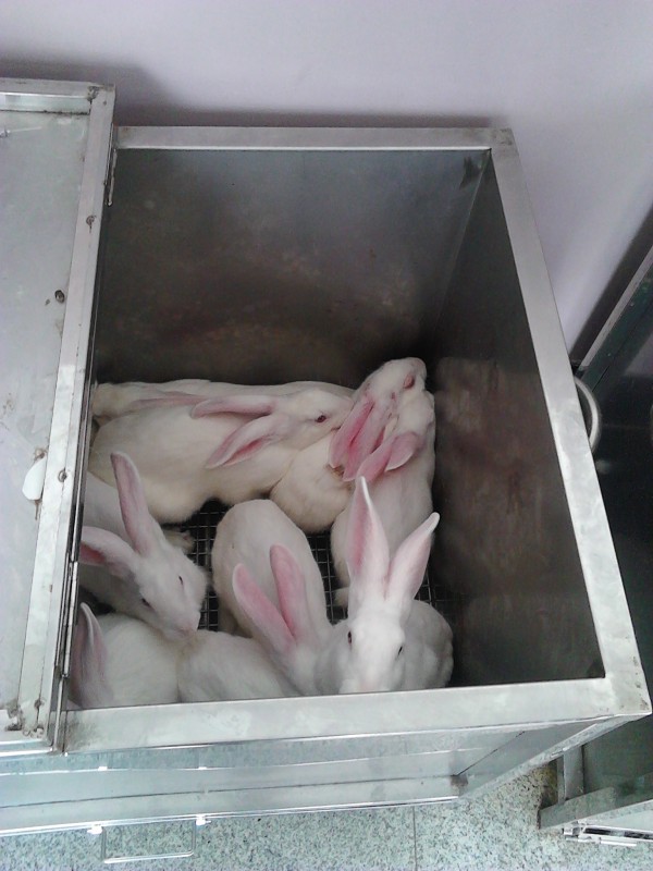 兔子野化,兔子野外环境是如何的