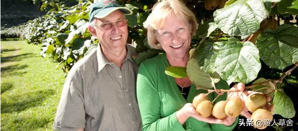 新西兰进口奇异果猕猴桃,猕猴桃新西兰进口