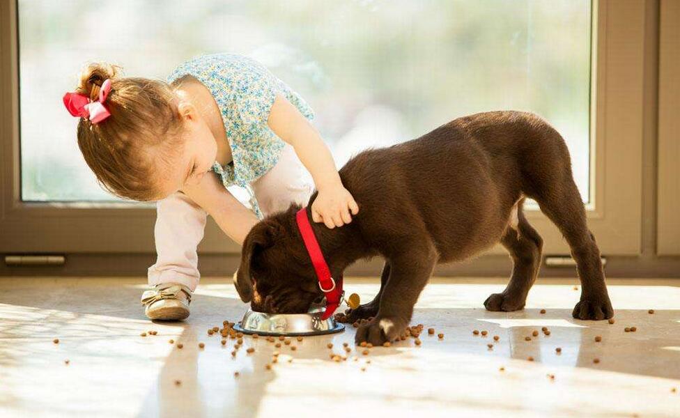 狗狗呕吐怎么办别慌教你轻松解决,狗狗呕吐怎么办最简单的方法