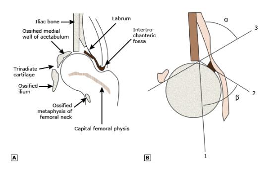 髋关节发育不良有什么拯救的方法,狗狗髋关节发育不良吃什么药