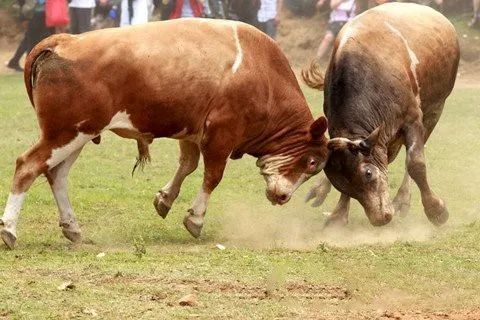 繁育母牛应注意几个主要环节,繁育母牛饲养管理标准