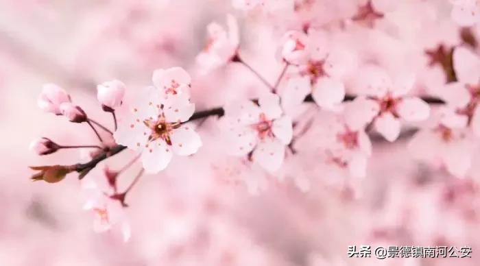 关于春天花的诗词,春天花的诗词