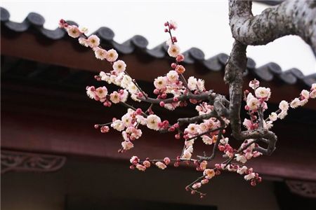 花中四君子的人文意识,花中四君子风骨为人称道