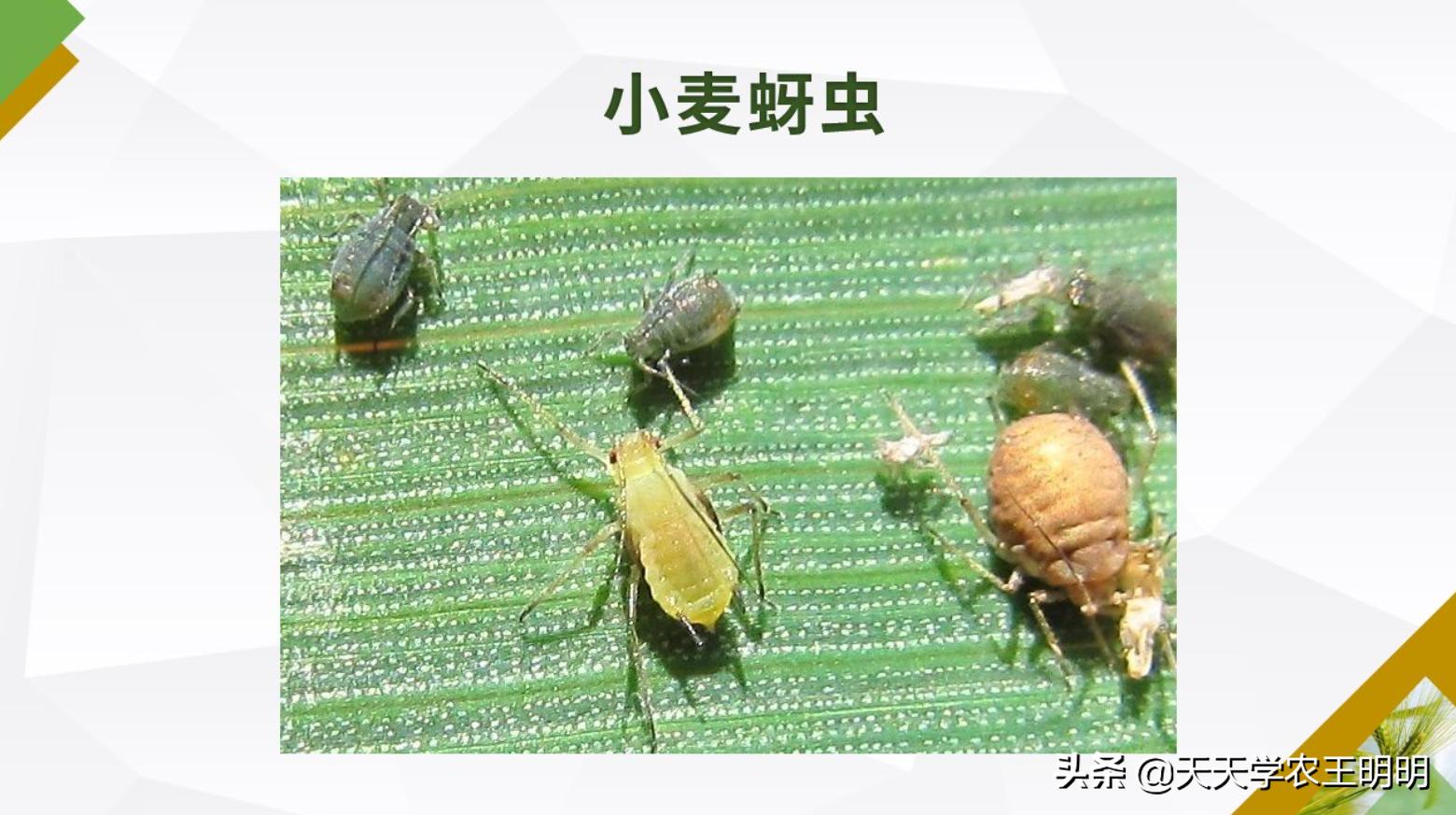 小麦虫害防治指南,小麦虫害的预防与防治