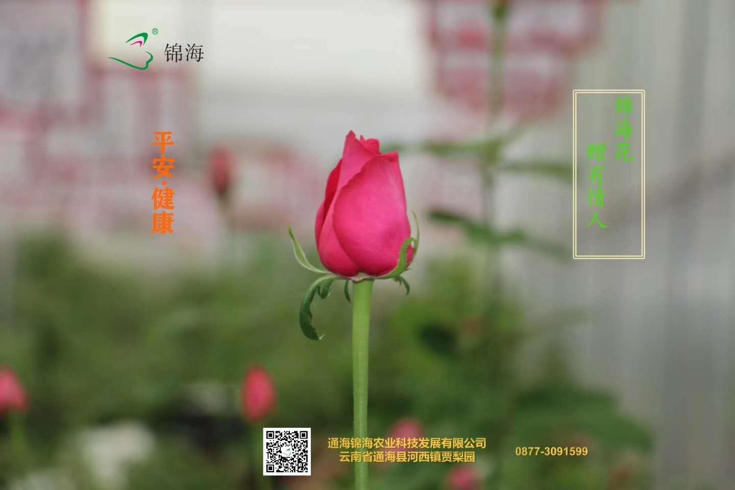 云南省通海县骄阳花卉种苗专业合作社风采（组图）