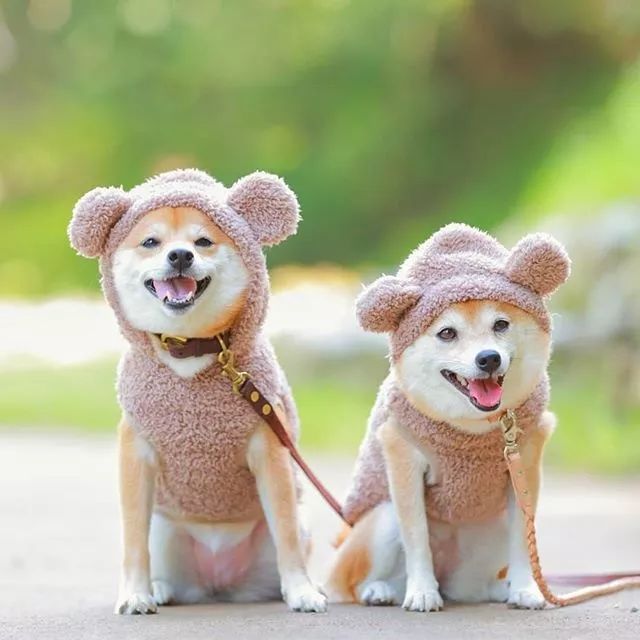 比人还会拍照的狗，简直萌炸朋友圈了