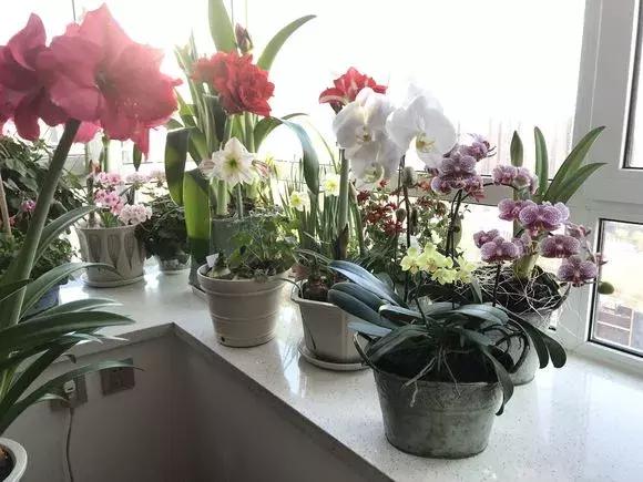 花儿叶子发黄是怎么回事,花儿叶子发黄枯萎萎蔫