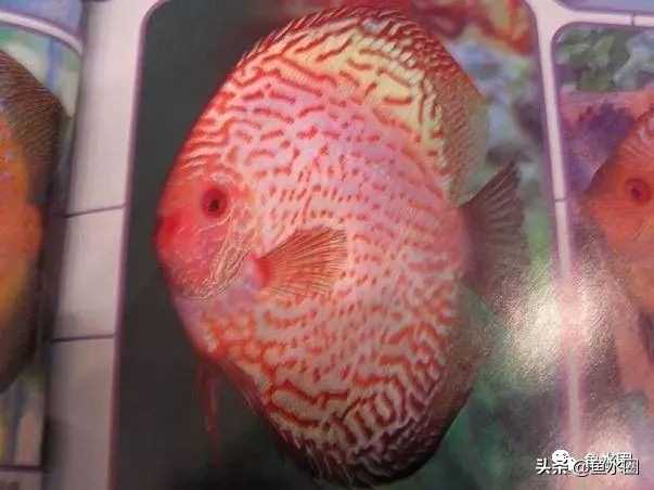 七彩神仙品系图谱,七彩神仙全系品种介绍