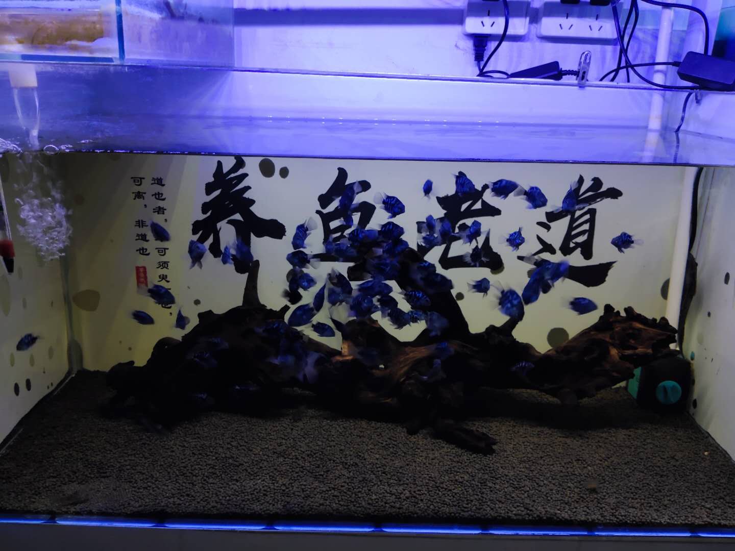 鱼缸起气泡最好的解决办法,鱼缸水发白雾蒙蒙的还有好多气泡