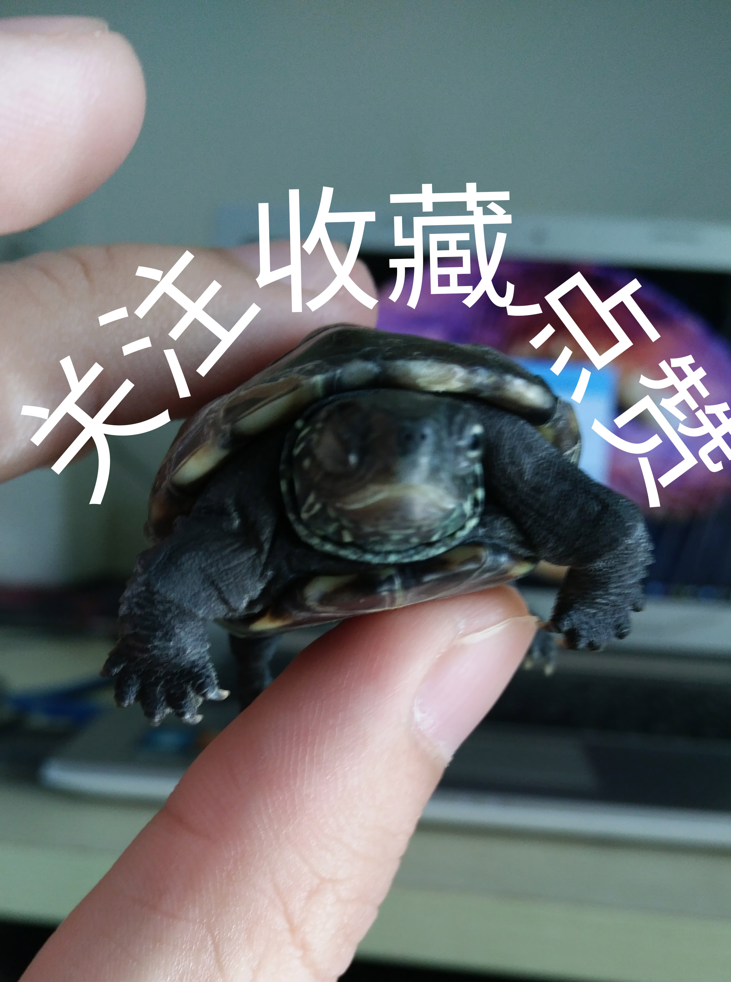 那些年我们一起养过的绿植,那些年我们一起养过的狗子