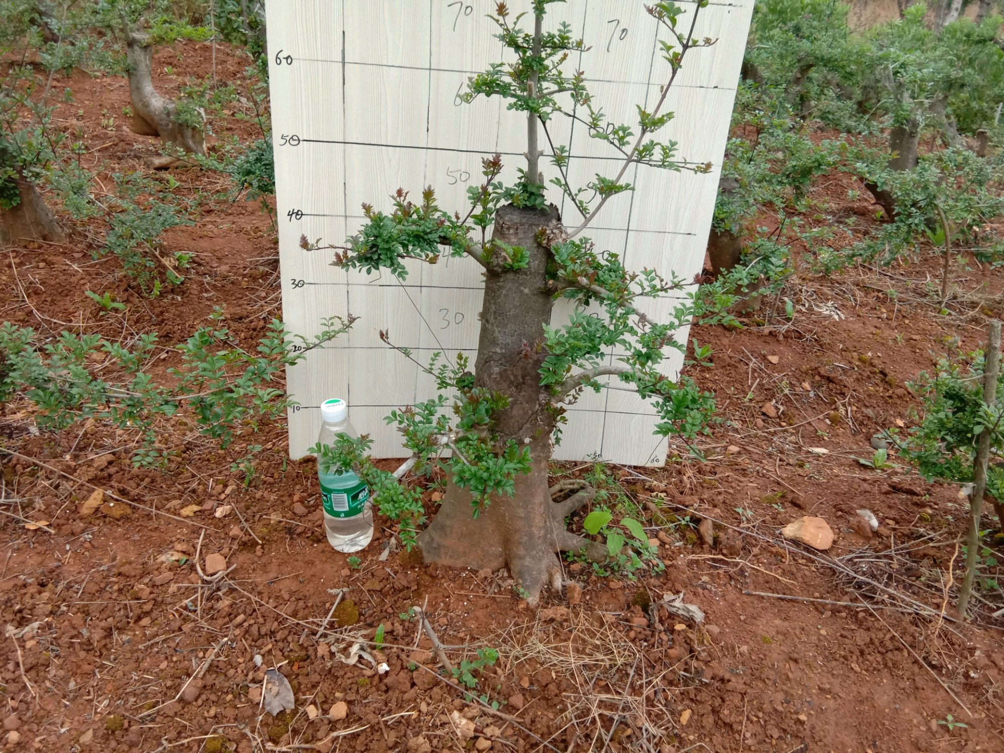 盆景白蜡叶子发黑什么原因,白蜡盆景发黄