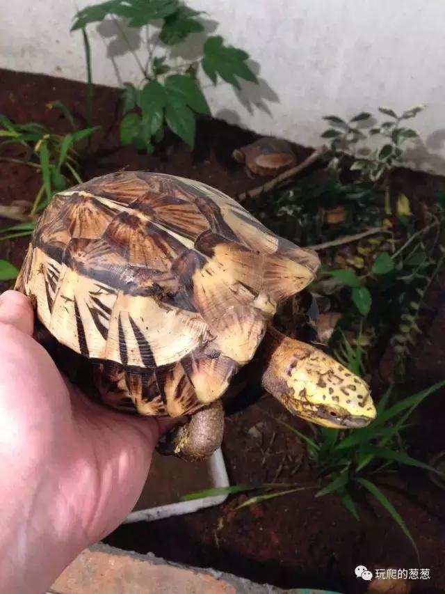 半水龟环境建造,椰土养半水龟