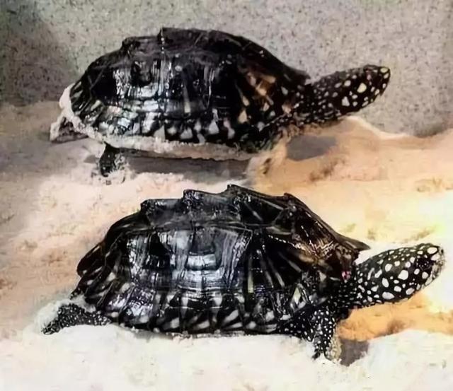 你知道乌龟能活多少岁吗,巴西涂了漆的龟能活多久