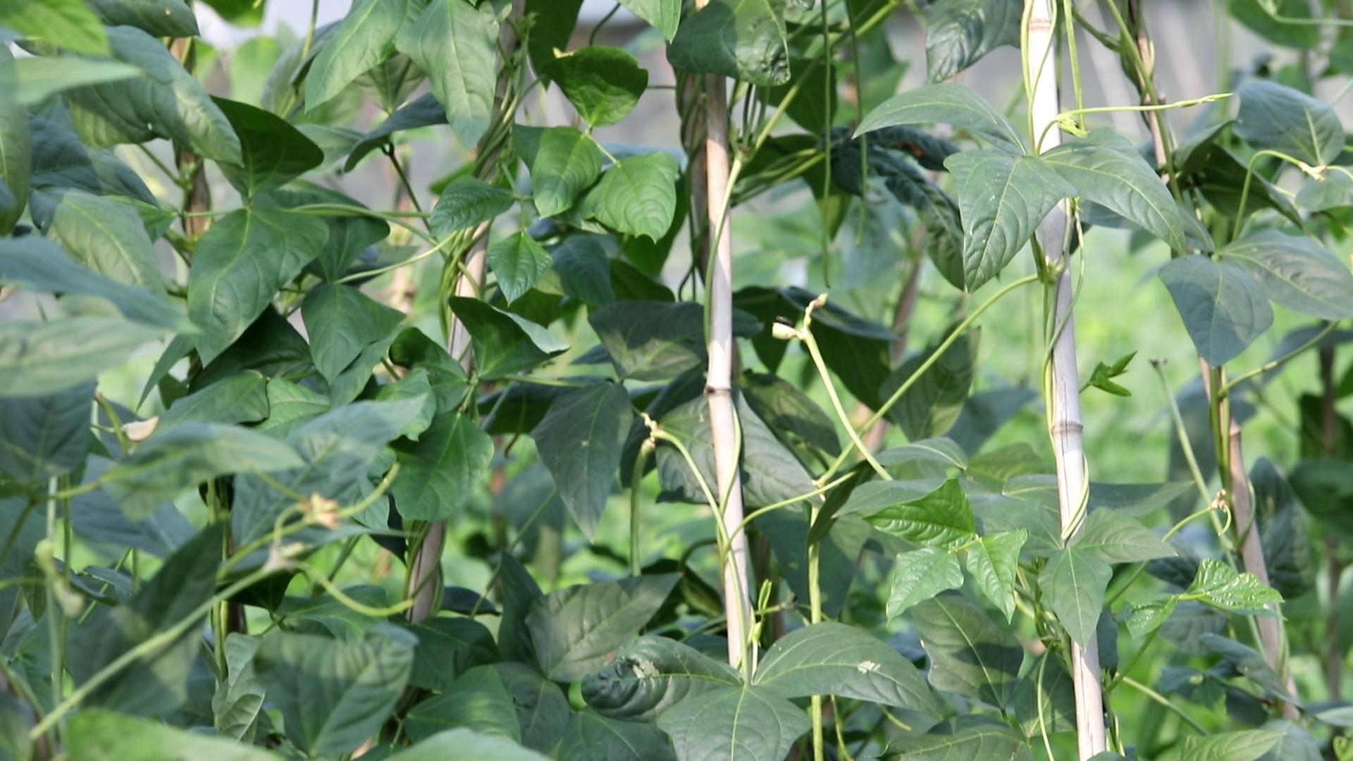 种豆角用了尿素怎么办,豆角地里用高氮肥好不好