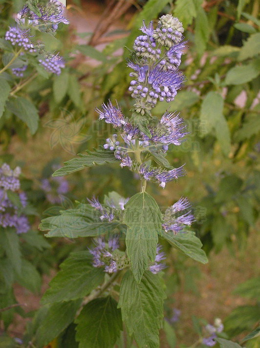 兰香草,见过吗?内治呼吸道感染,支气管炎;外治湿疹,皮肤瘙痒