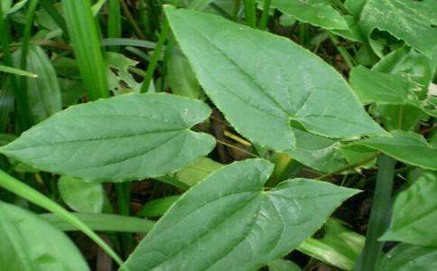 山上淫羊藿植物鉴别,山上的淫羊藿
