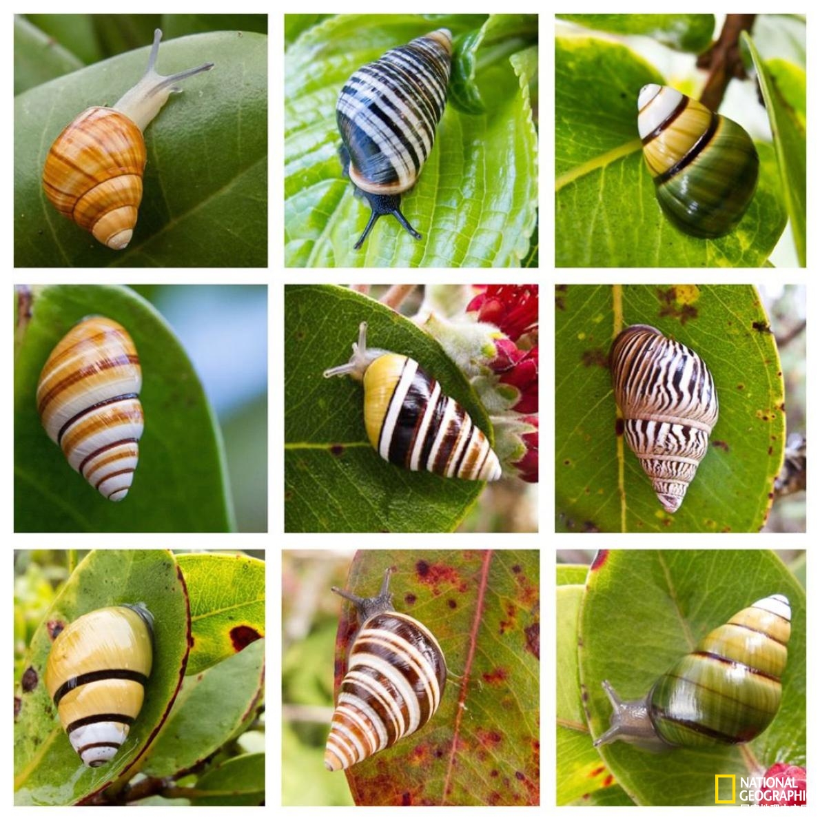 夏威夷金顶树蜗牛灭绝原因,夏威夷蜗牛濒临灭绝原因