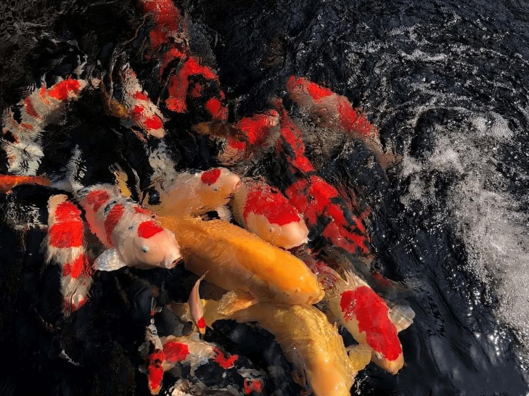 锦鲤鱼池传统过滤和智能过滤结合,锦鲤鱼池冬天到了要不要关过滤