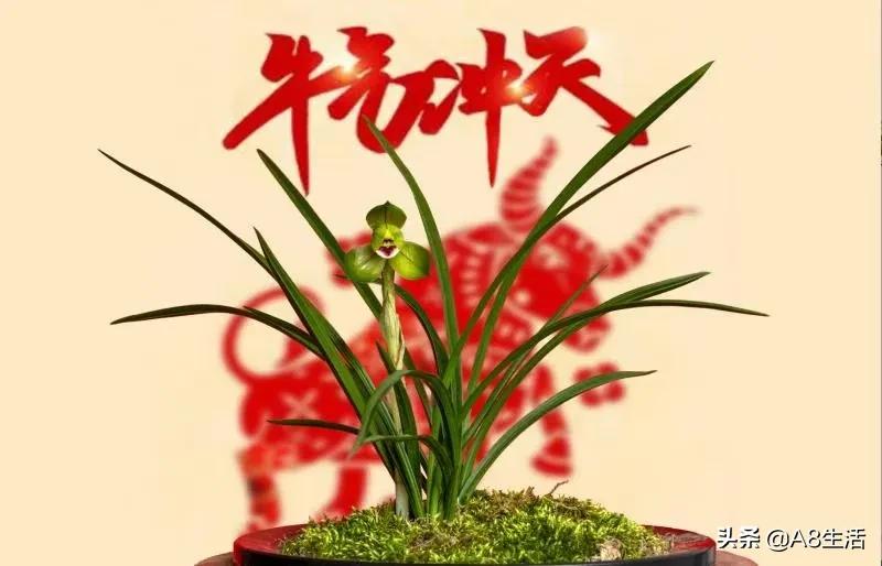 十月份兰花管理措施,兰花发新芽怎么养护