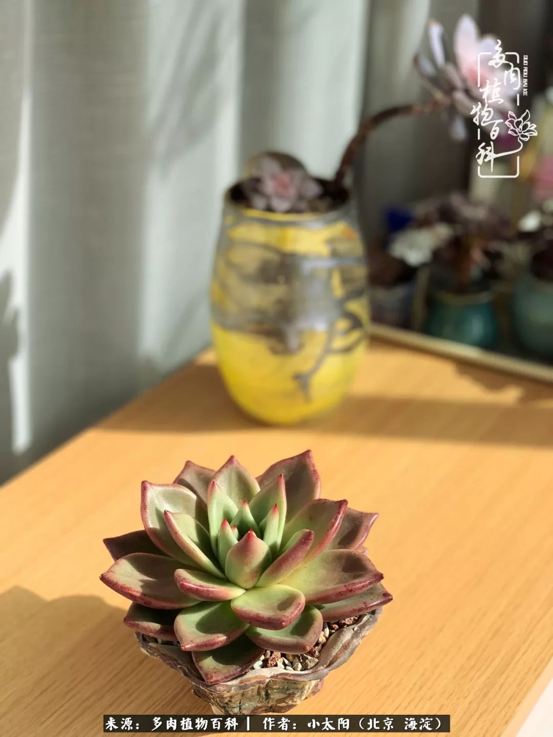 来自多肉的顽强生命力,与多肉朝夕相伴的美好时光