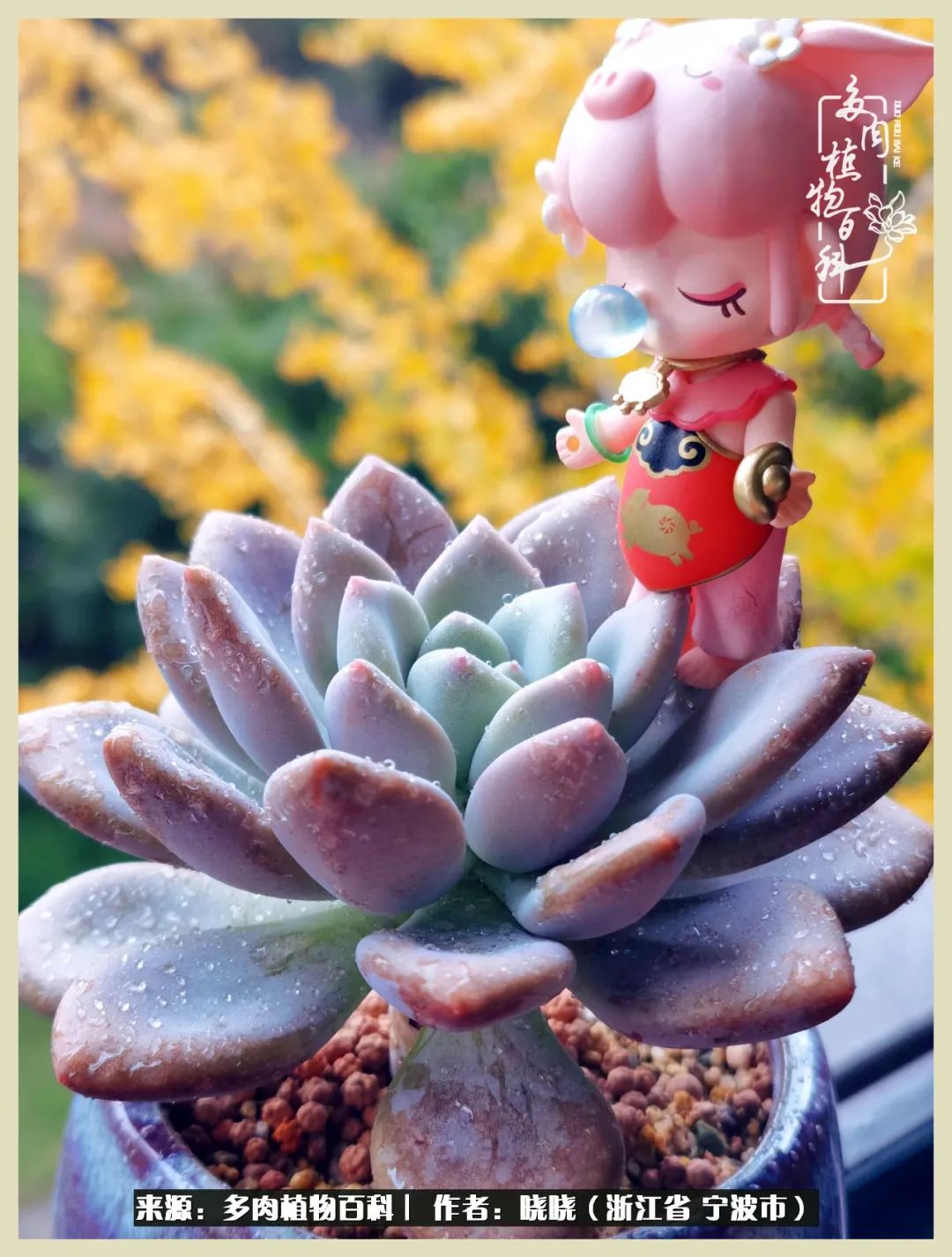 对多肉的热爱深入骨髓,当激情退却希望你依然保持热爱