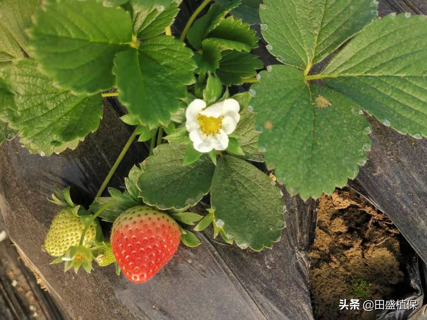 草莓种植离不开精准科学管理,草莓优质高产种植方案之病虫害