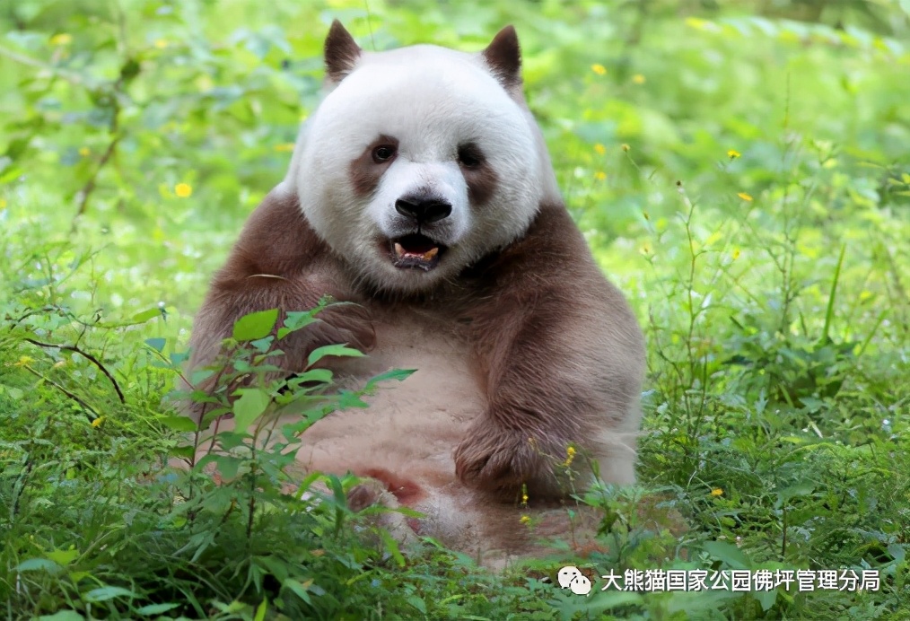 佛坪都有什么野生动物,周至佛坪野生动物