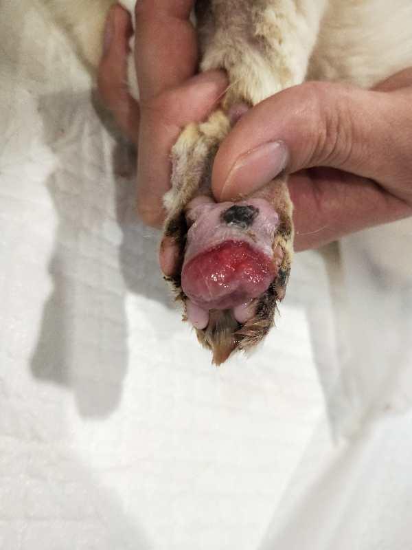 猫咪爪垫红肿怎么办,猫咪的爪垫会蜕皮吗