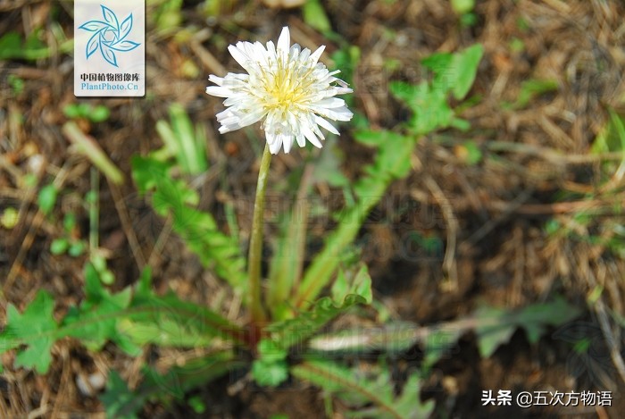 1分钟了解蒲公英,蒲公英科普知识资料大全