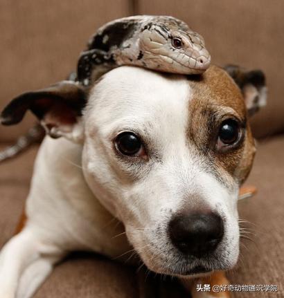 冷血动物怎么维持体温,冷血动物是怎么形成的