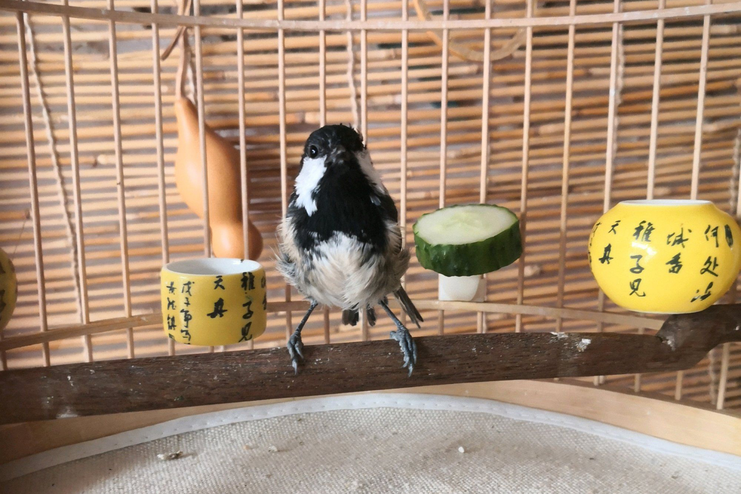 为什么养贝子鸟的多,冬季养贝子鸟的经验