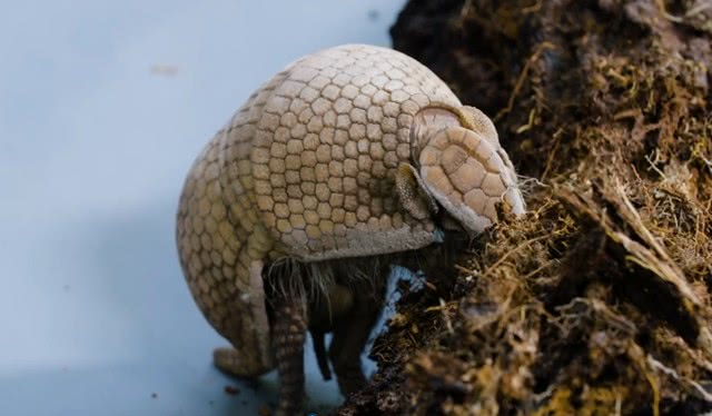 能与狮子老虎抗衡的动物,能和老虎狮子抗衡的动物