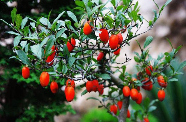 十大吉祥花,十大旺宅吉祥花