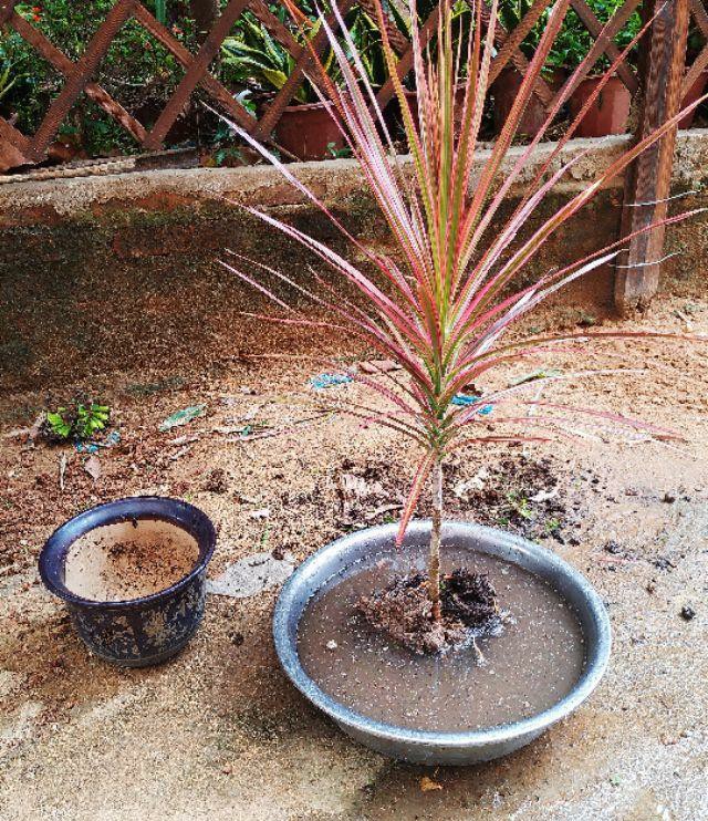 盆栽桔子树有蚂蚁怎么办,桂花盆栽里面很多蚂蚁怎么办