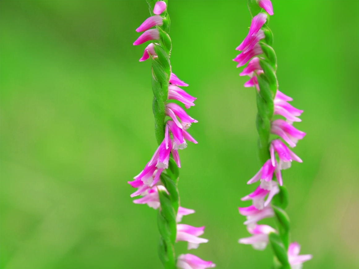 有一种炖汤特别香的草根,农村炖肉的植物