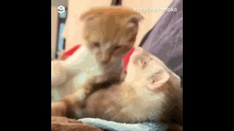 黄鼠狼黄大仙的视频,黄鼠狼捕捉黄大仙